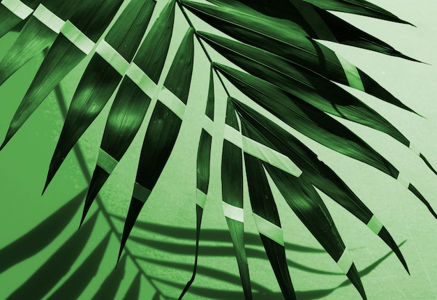 モノクロ塗装の熱帯シダの葉