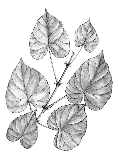 Free photo monochrome vintage leaf in line art style