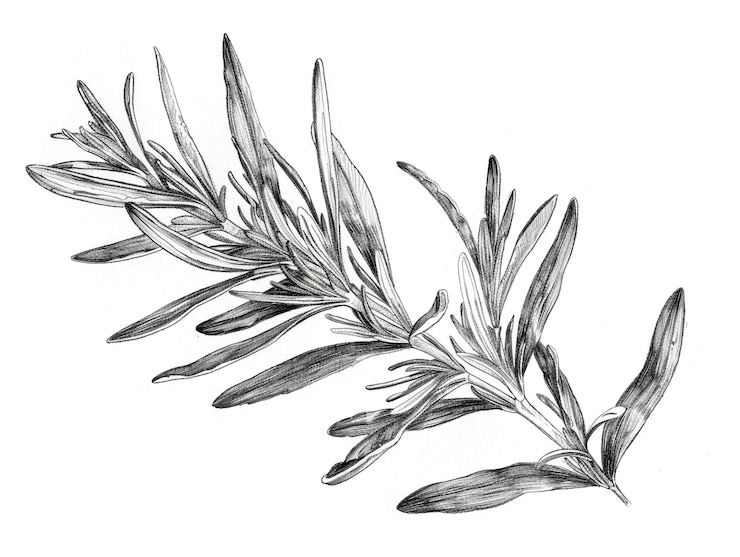 Free Photo monochrome vintage leaf in line art style