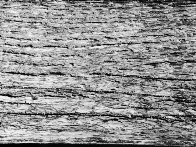 Monochromic tree trunk textured backdrop