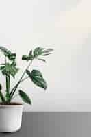 無料写真 白い壁のそばの鍋にmonsteradeliciosa植物