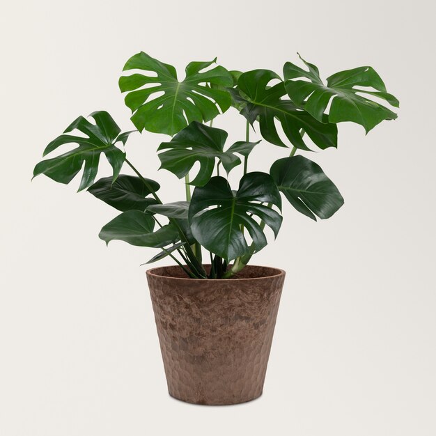 Monstera deliciosa plant in a pot