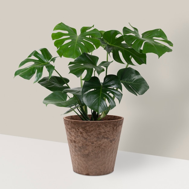 Free photo monstera deliciosa plant in a pot