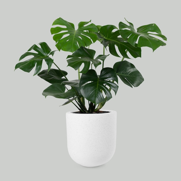 Free photo monstera deliciosa plant in a pot