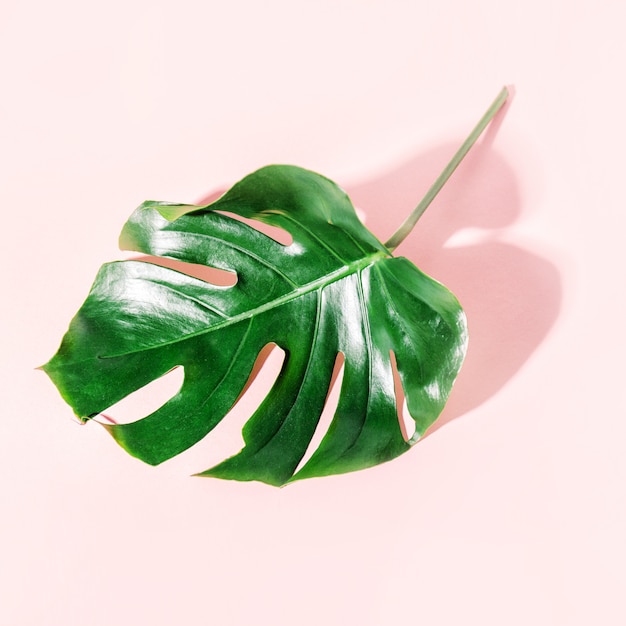 Monstera green leaf on pink