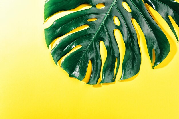 Monstera green leaf on yellow