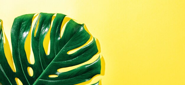 Monstera green leaf on yellow