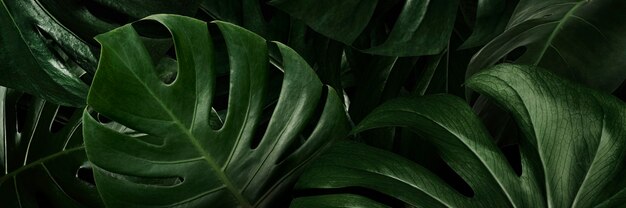 Monstera green leaves nature wallpaper