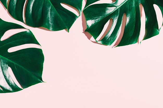 Monstera green leaves on pink