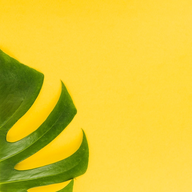 Monstera leaf on bright background