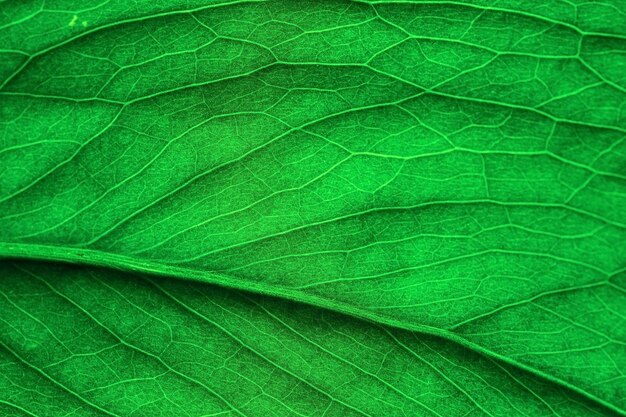 Monstera leaf closeup sunlight shines through the leaf selective focus Background or wallpaper idea