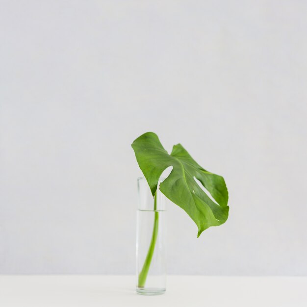 Monstera leaf in glass vase on desk against white background
