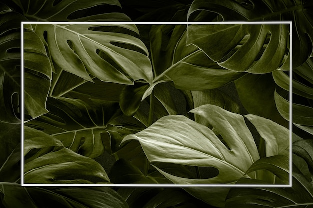 프레임 배경으로 Monstera 잎