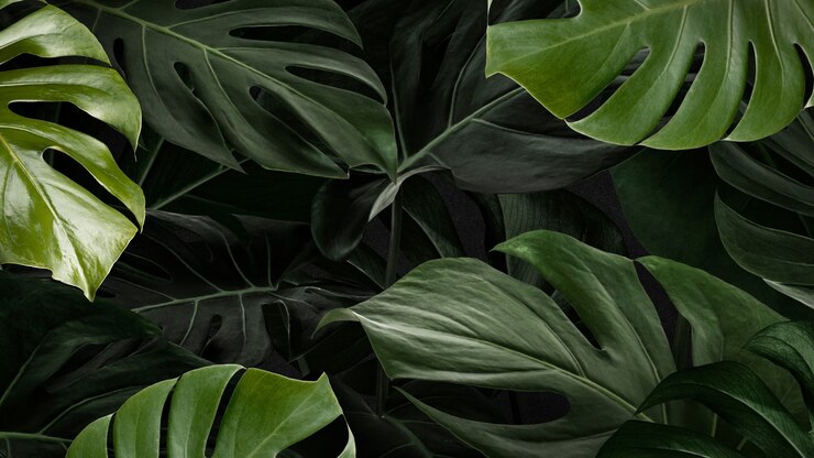 Free Photo monstera leafy nature background wallpaper