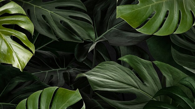 Monstera leafy nature background wallpaper