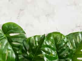 Free photo monstera leaves on marble background