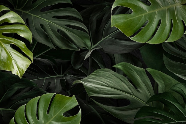 Monstera leaves nature background wallpaper