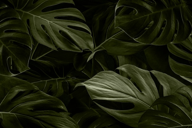 Monstera leaves nature background