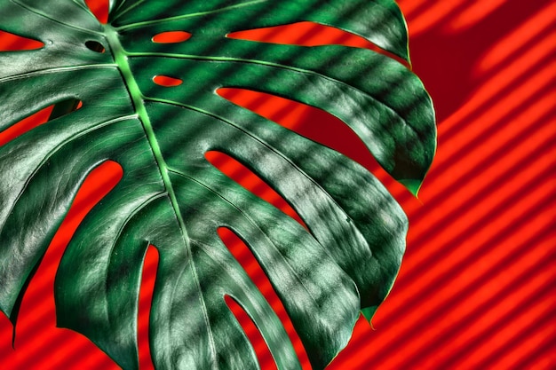 Monstera lascia i raggi del sole strisce d'ombra dalle persiane su uno sfondo rosso brillante Idee per la carta da parati con messa a fuoco selettiva del primo piano