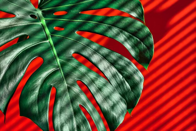 몬스테라는 밝은 빨간색 배경 근접 촬영 선택적 초점 벽지 아이디어에 블라인드에서 그림자의 햇빛 줄무늬의 광선에 나뭇잎
