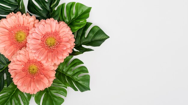 Monstera leaves with gerbera flowers