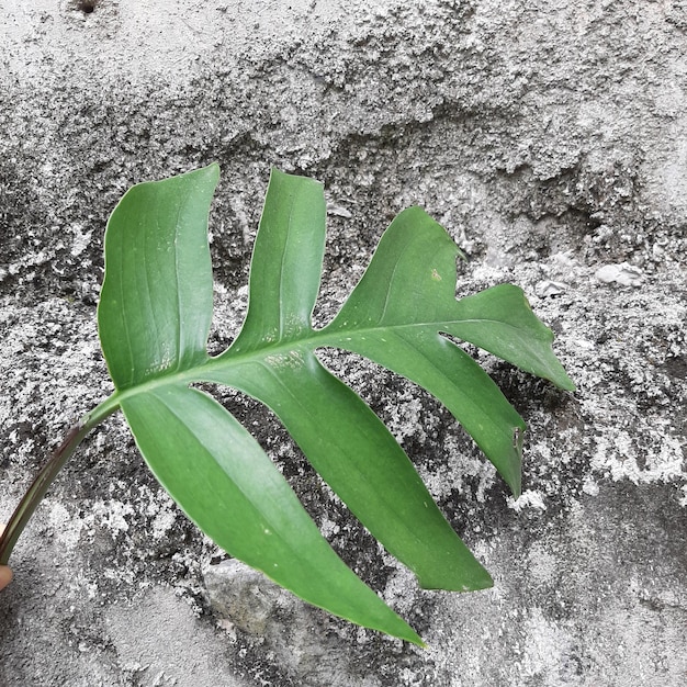 무료 사진 질감 배경으로 monstera 잎