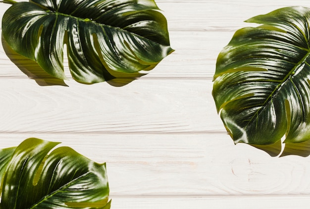 Monstera leaves on wooden background