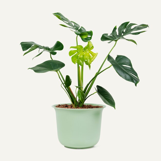 Monstera plant in a green pot