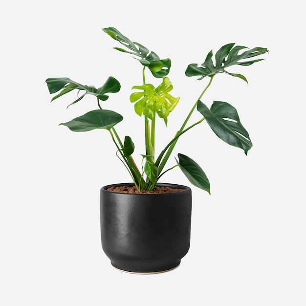 Бесплатное фото Растение монстера в черном горшке