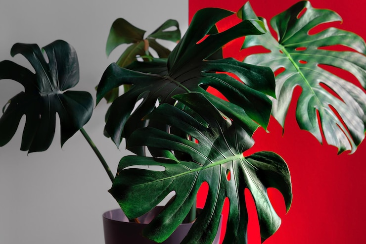 無料Photo 白と赤の壁に対して屋内でモンステラ植物壁紙のアイデアやアパートやロフトのスペースの装飾