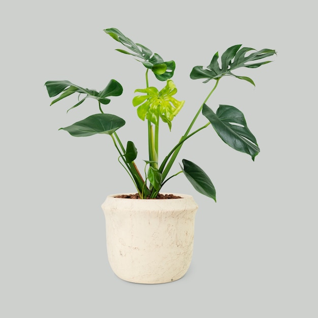 Monstera plant in a white pot
