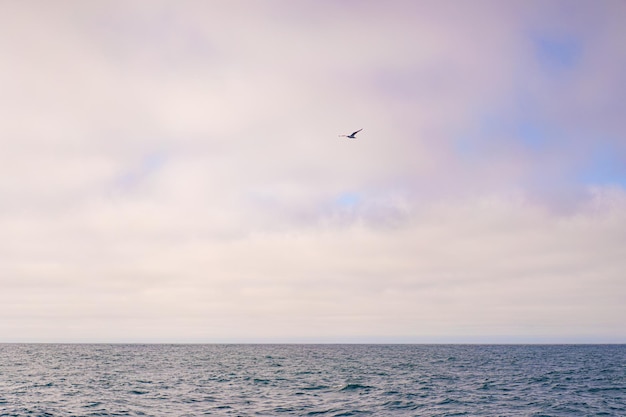 無料写真 モントレーベイホエールウォッチ、自然背景フィンキラークジラ