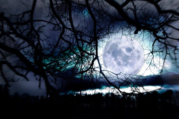 Moon between branches