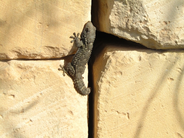 Foto gratuita geco moresco su una roccia sotto il sole