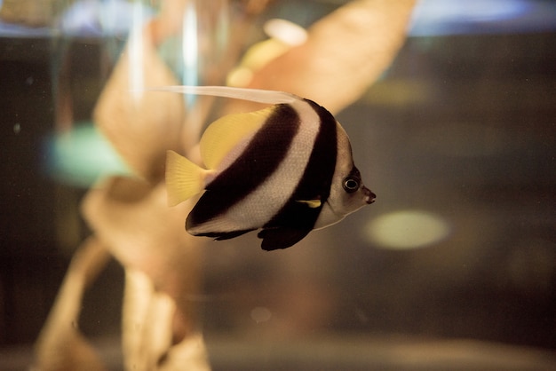 Free photo moorish idol fish underwater