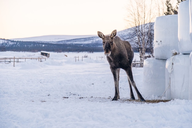 北スウェーデンの日光の下で雪原に立っているムース