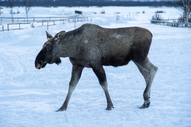無料写真 スウェーデン北部の雪原で歩くムース