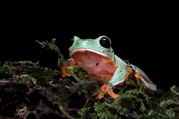 Morelet's tree frog Agalychnis moreletii on moss with black background