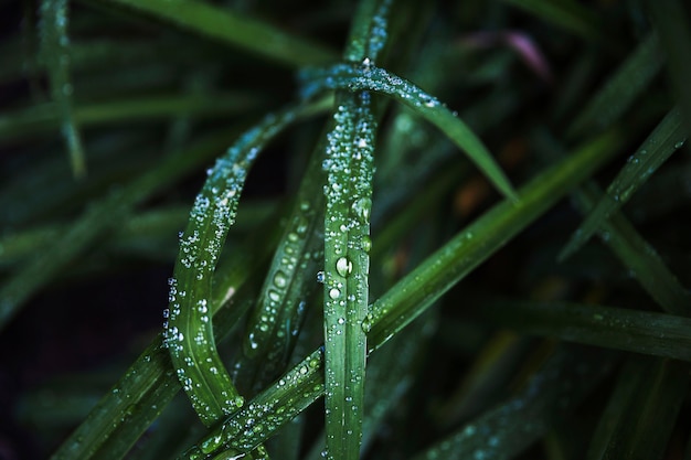 Morning dew on bush grass
