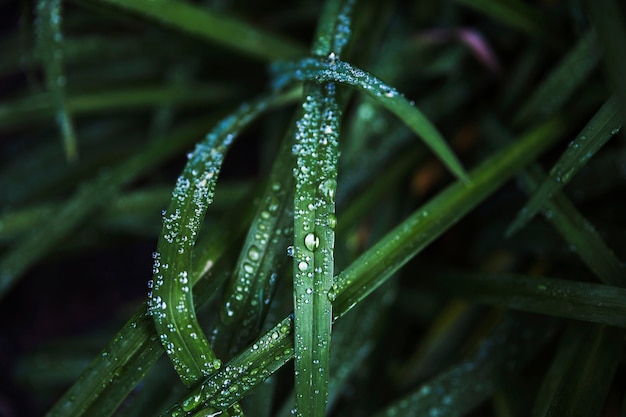 茂みの朝の露