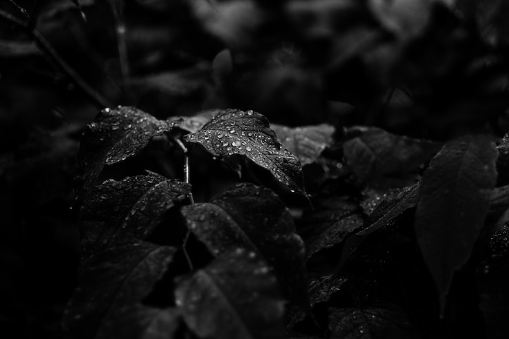 Free Photo morning dew