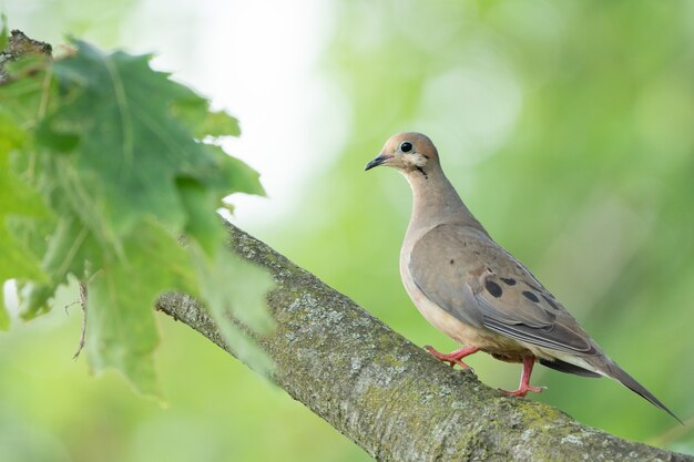 Утренний голубь сидит на ветке дерева