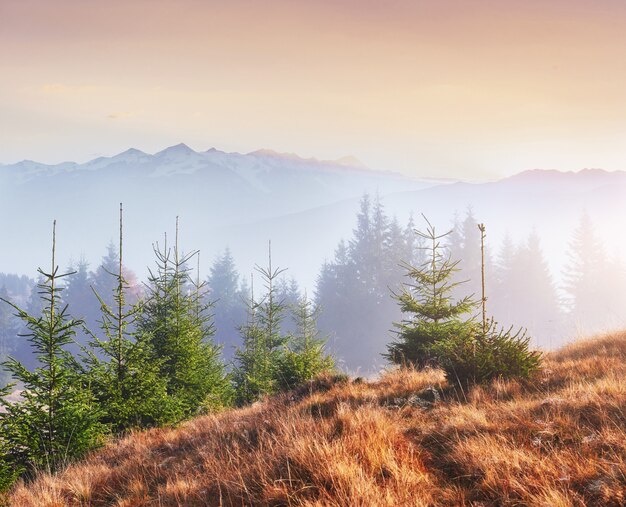 Утренний туман ползет обрывками по осеннему горному лесу, покрытому золотыми листьями. Снежные вершины величественных гор на заднем плане
