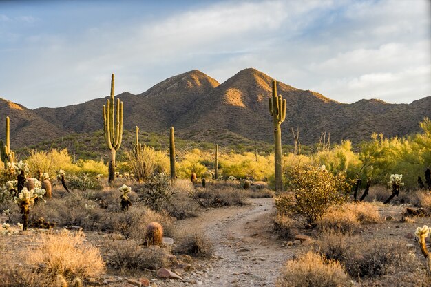 アリゾナ州スコッツデールのソノラ砂漠の朝の光