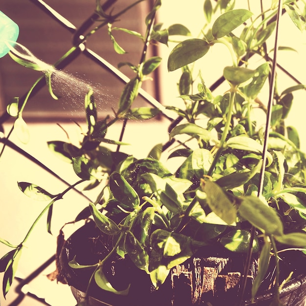 Free photo morning sunny day watering houseplant at home