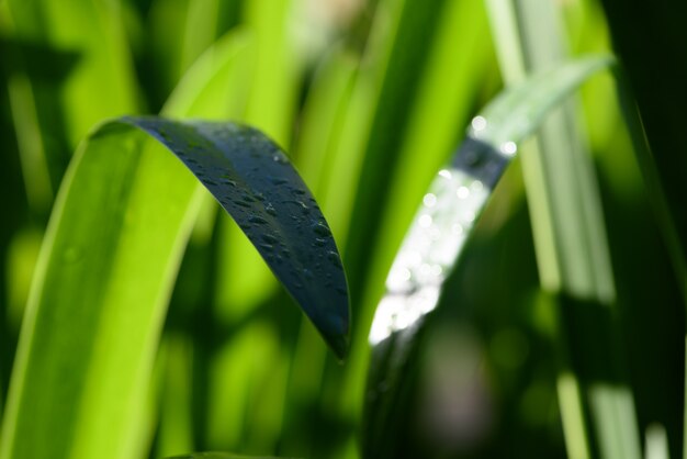 아침 햇살에 이슬 agapanthus 잎으로 덮여