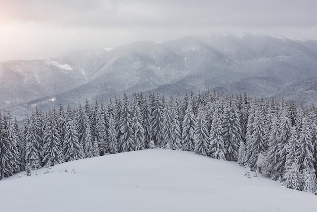 Утро зимой спокойный горный пейзаж с красивыми замерзшими елями и лыжными трассами через сугробы на склоне горы