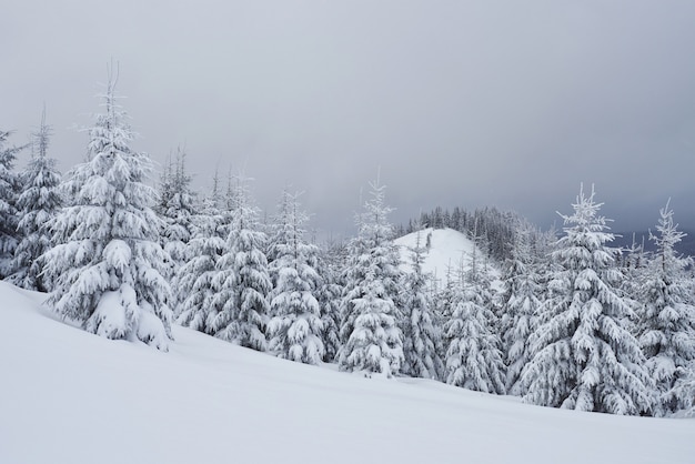 朝の冬の凍るモミの木と山の斜面のスキートラックの吹きだまりのある穏やかな山の風景