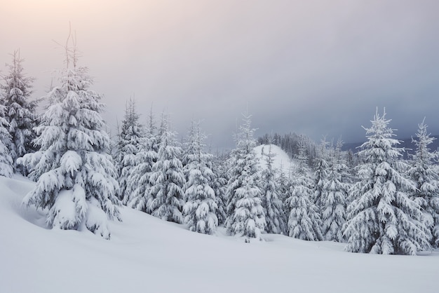 Morning winter calm mountain landscape with frosting fir trees and ski track snowdrifts on mountain slope