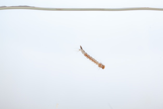 물에 모기 유충-흰색 배경에 열대 질병을 일으키는 작은 동물